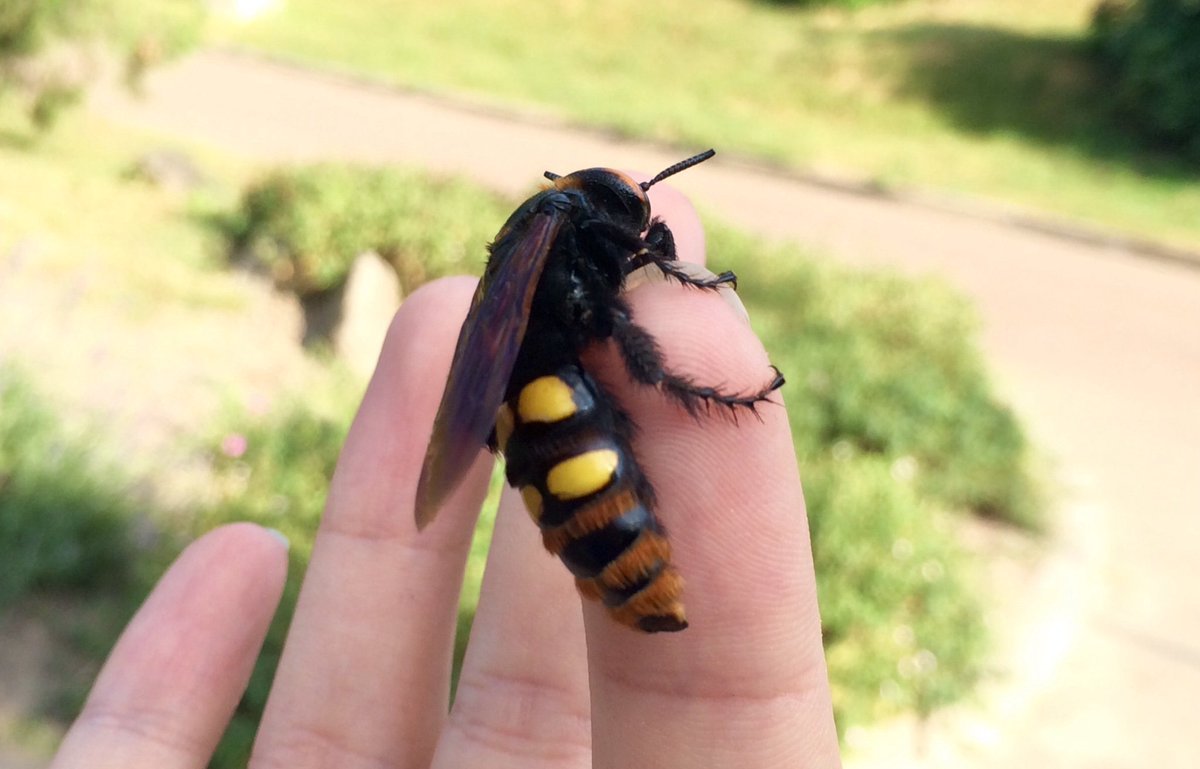 Желтая Оса Маврикий Шершень