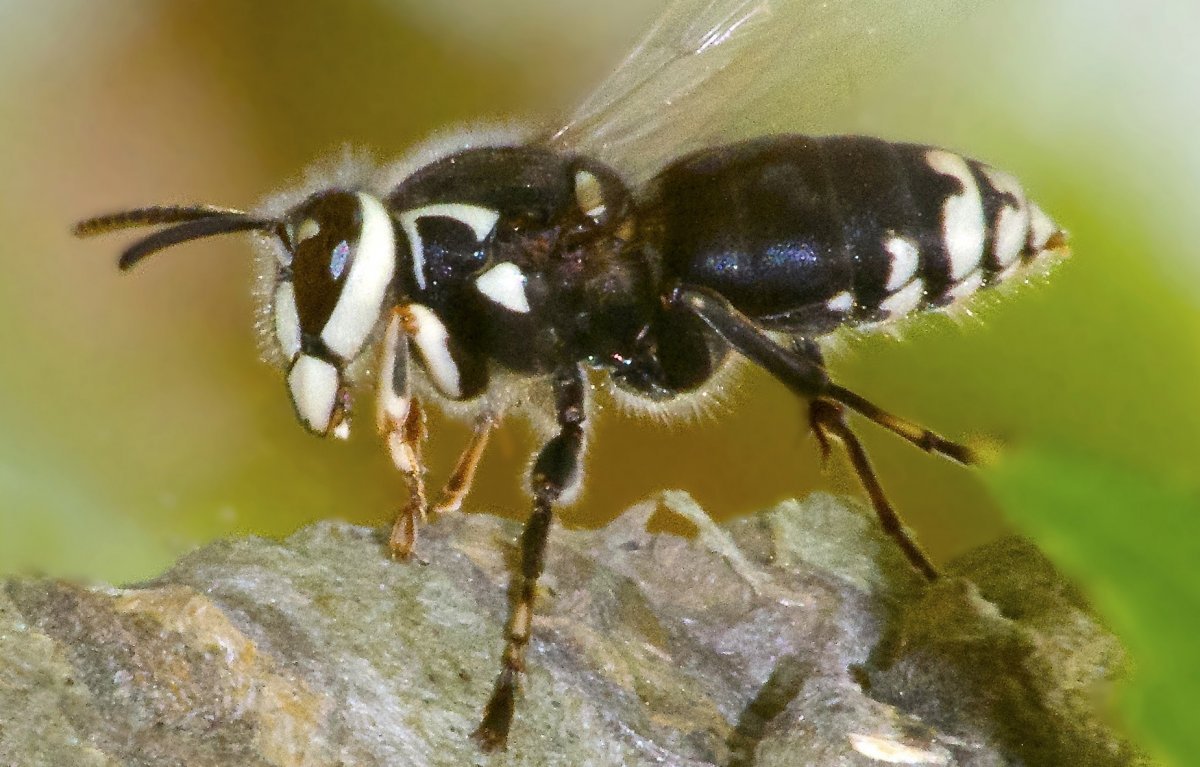 Vespa mandarinia гигантский азиатский Шершень