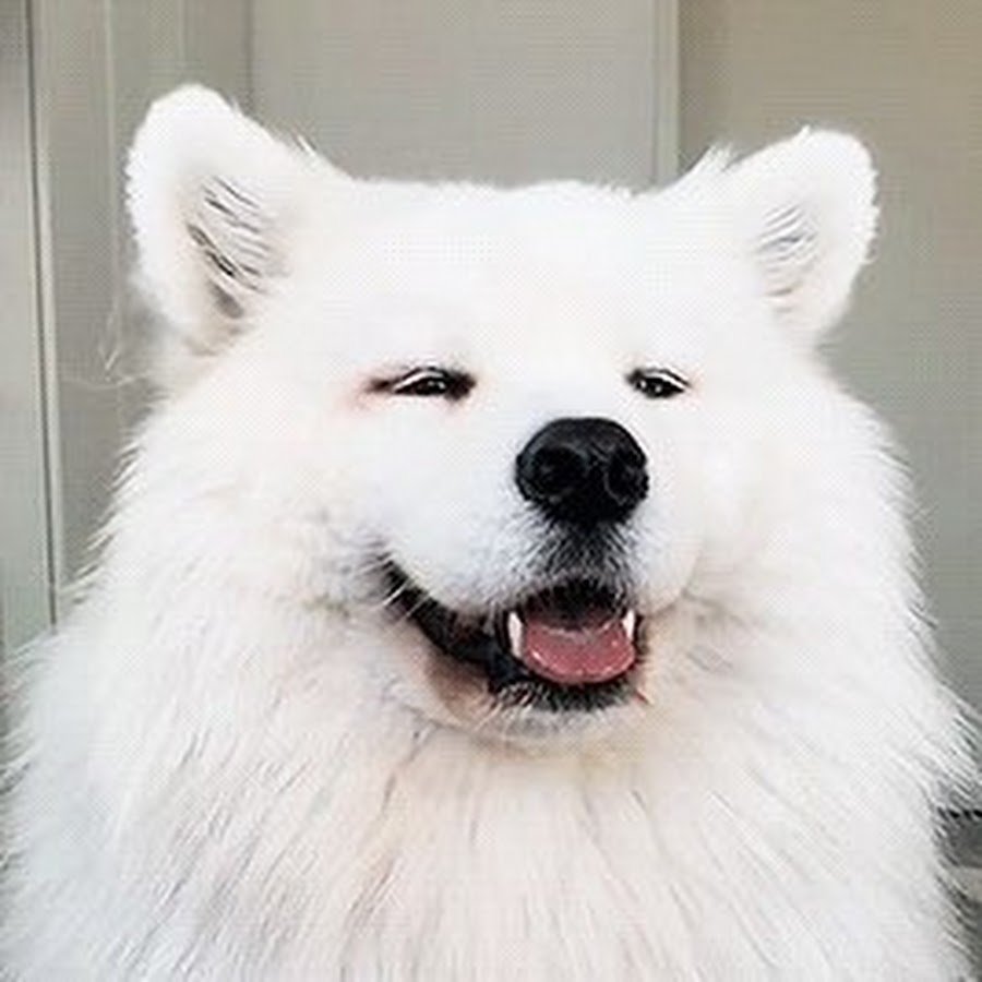 Аляскинский самоед