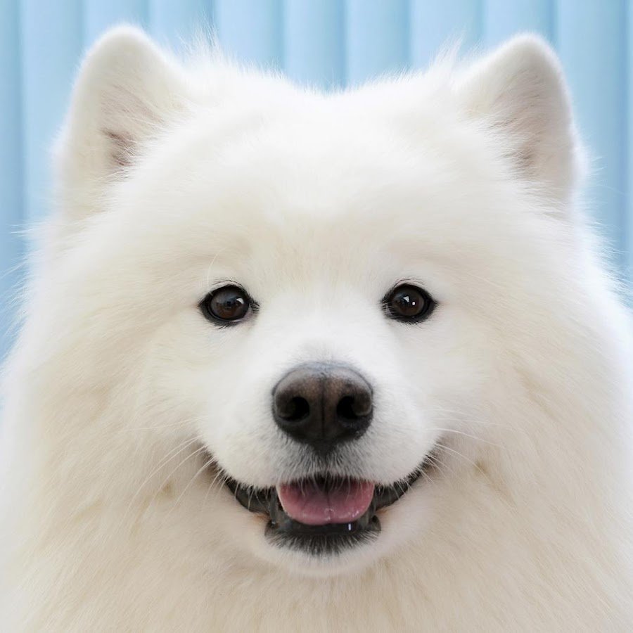 Собачка мечты