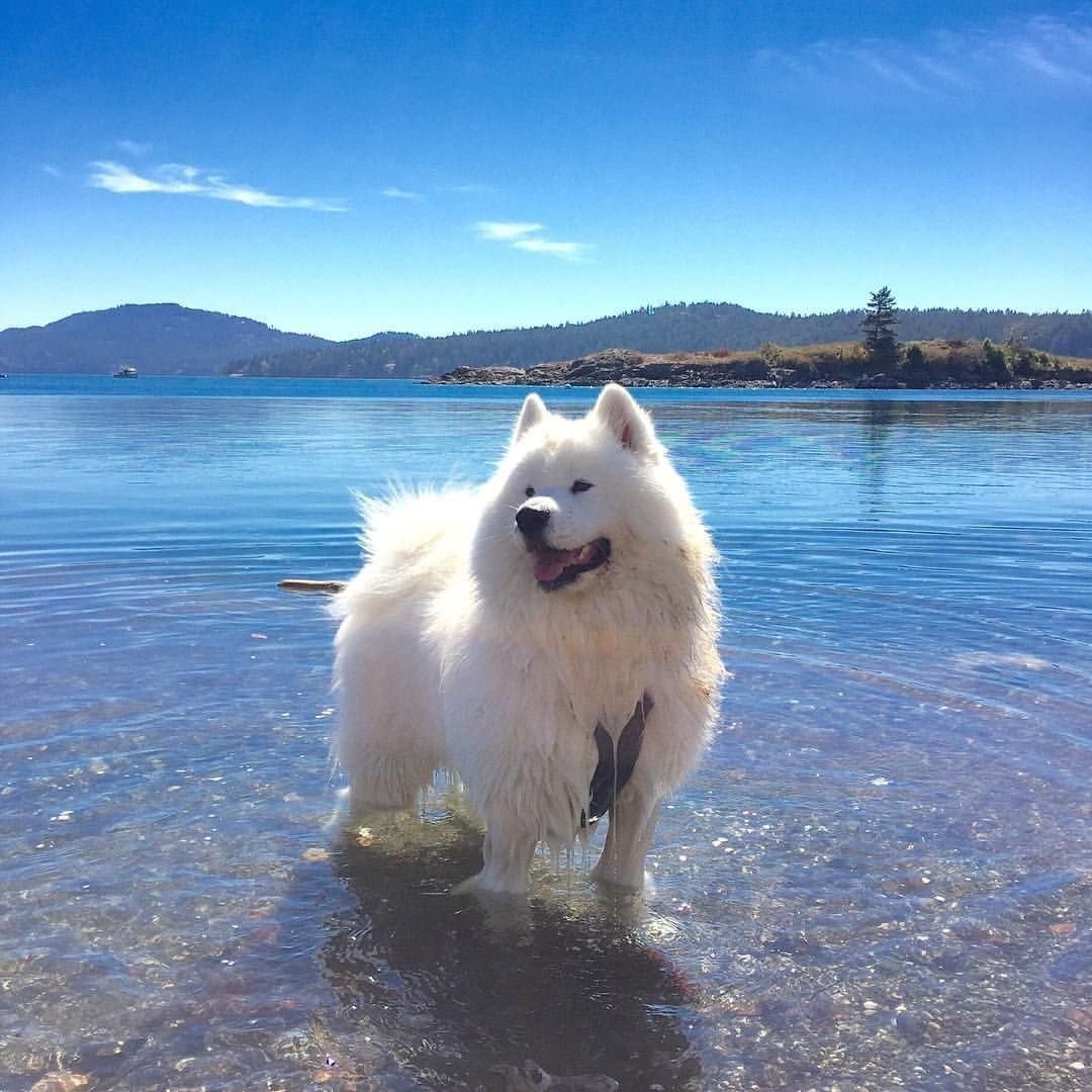 Лайка самоед