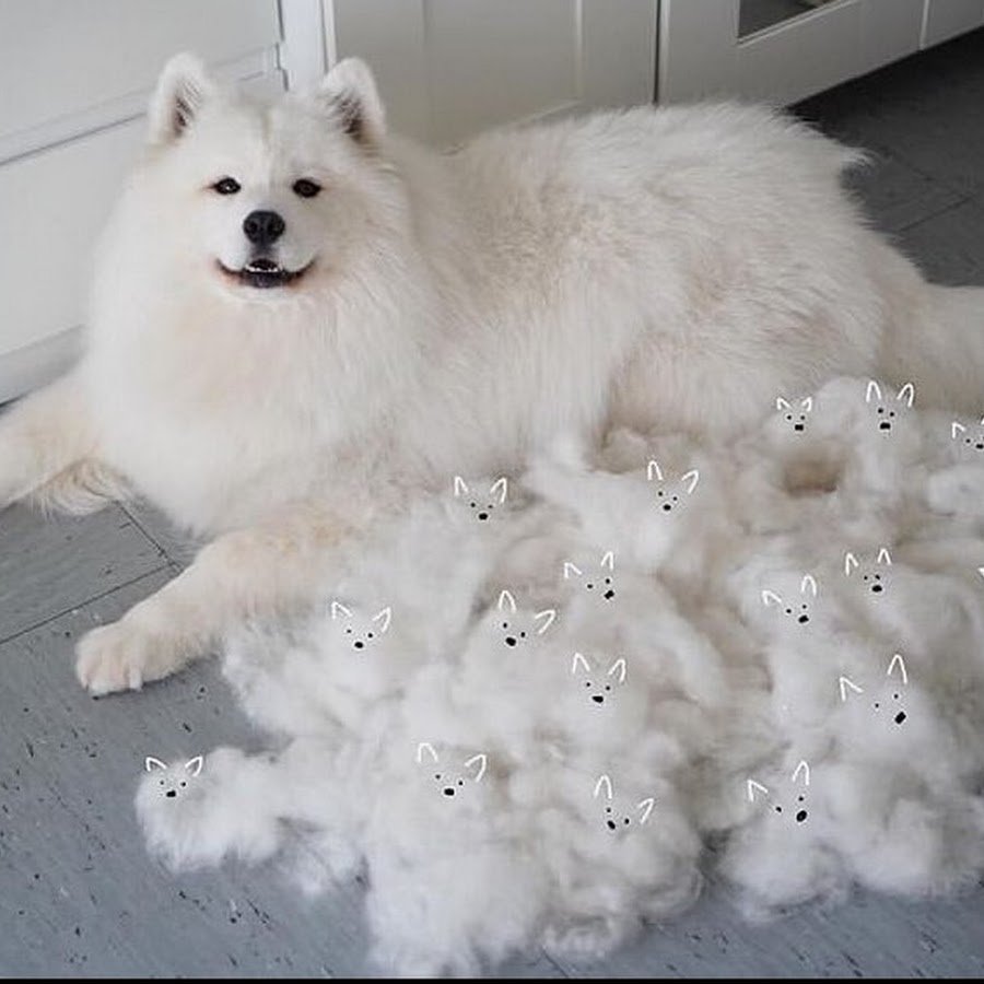 Самоедская лайка щенки милые