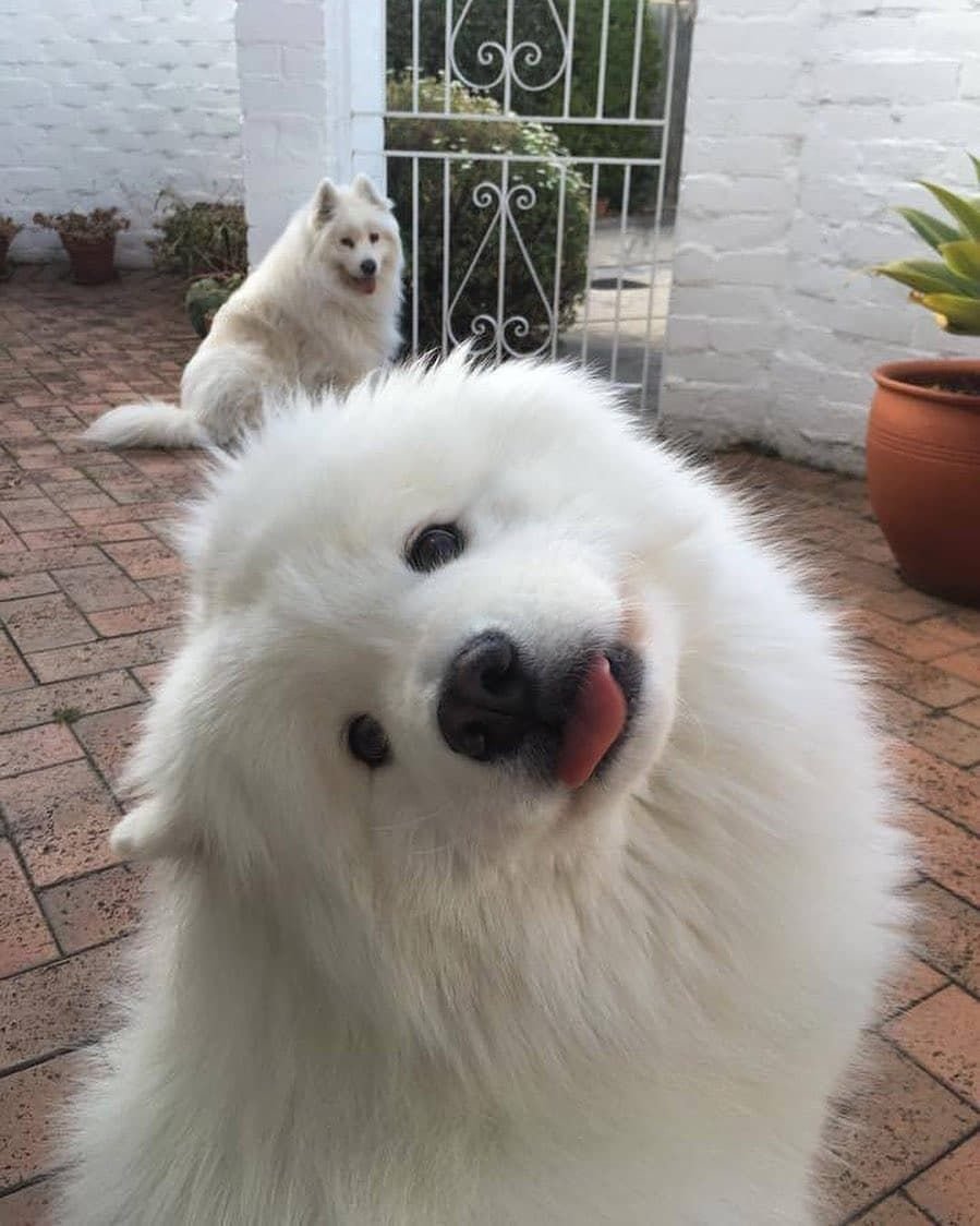 Сиба ину и самоед