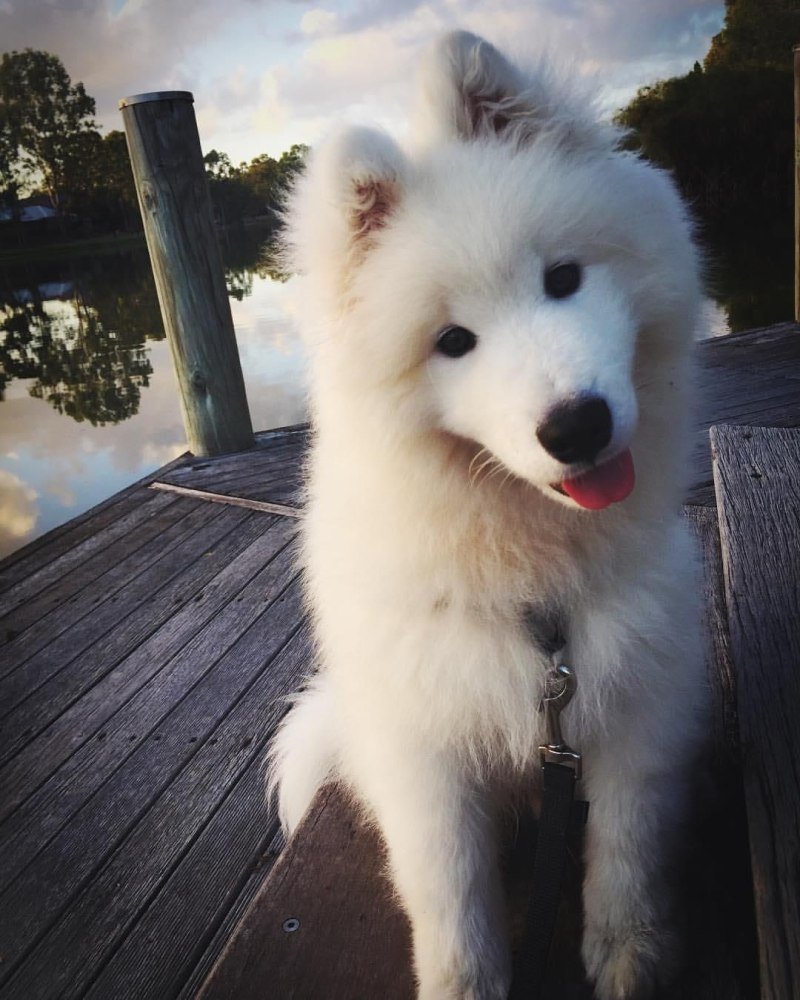 Самоед смешной