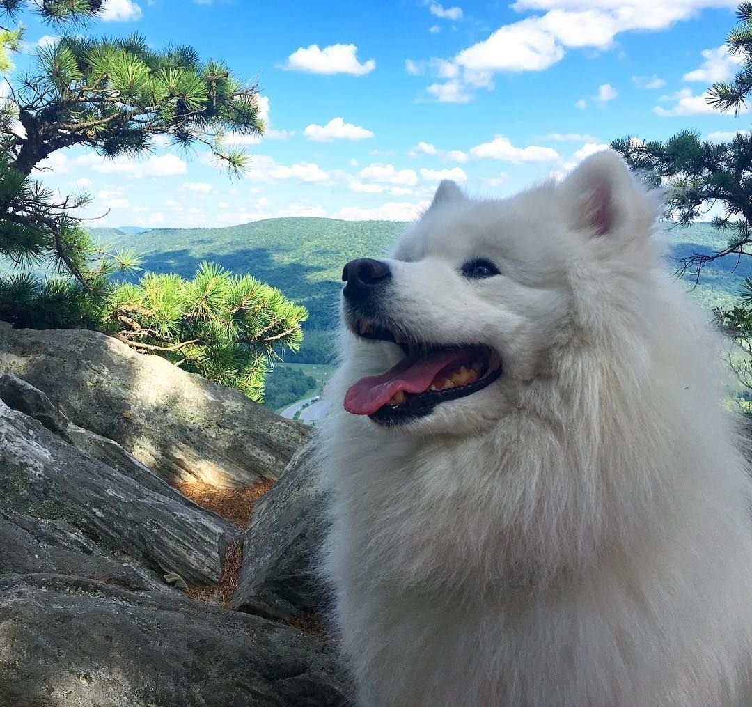 Арктический шпиц самоед