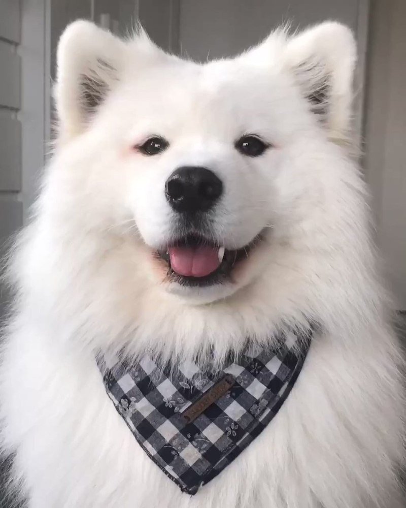 Палевый самоед