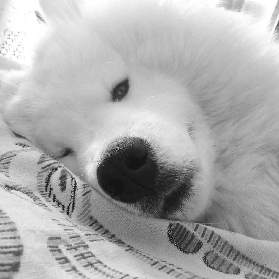 Карликовый самоед