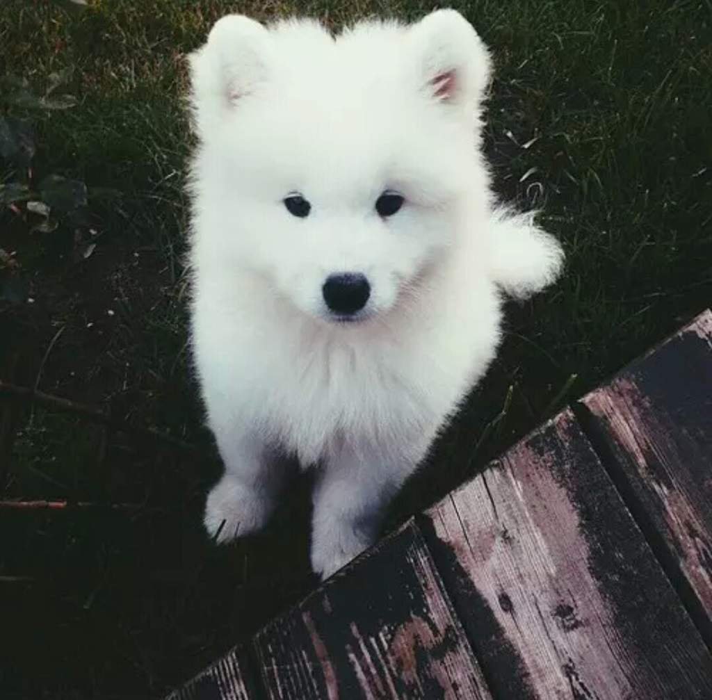 Белая собака порода самоед