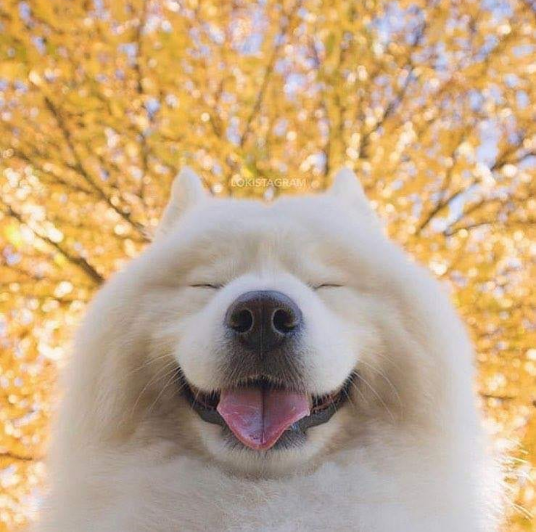 Хаски самоед