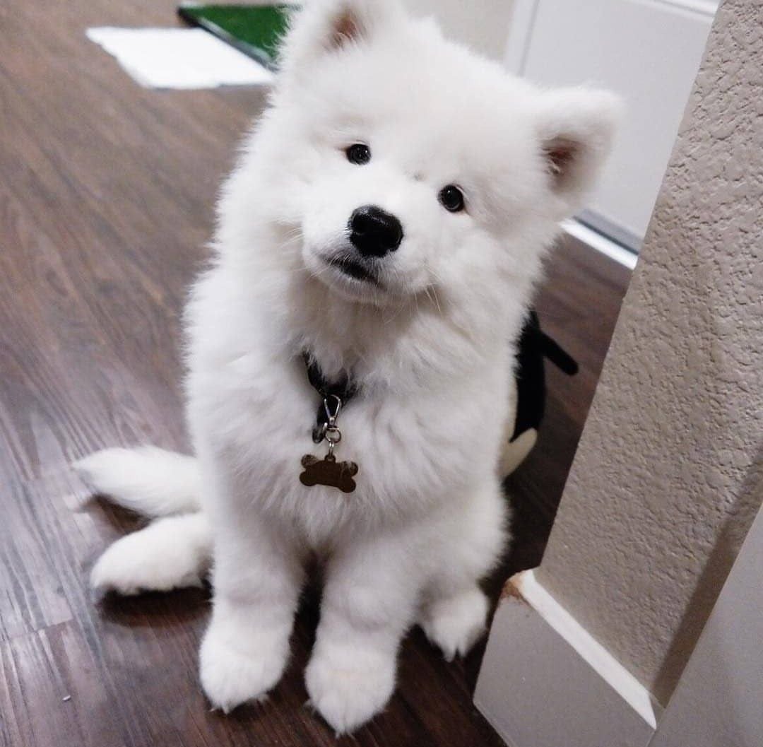 Толстая Самоедская лайка