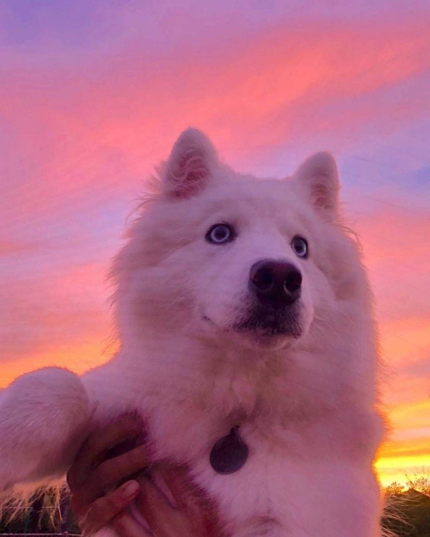 Лайка самоед маленькая