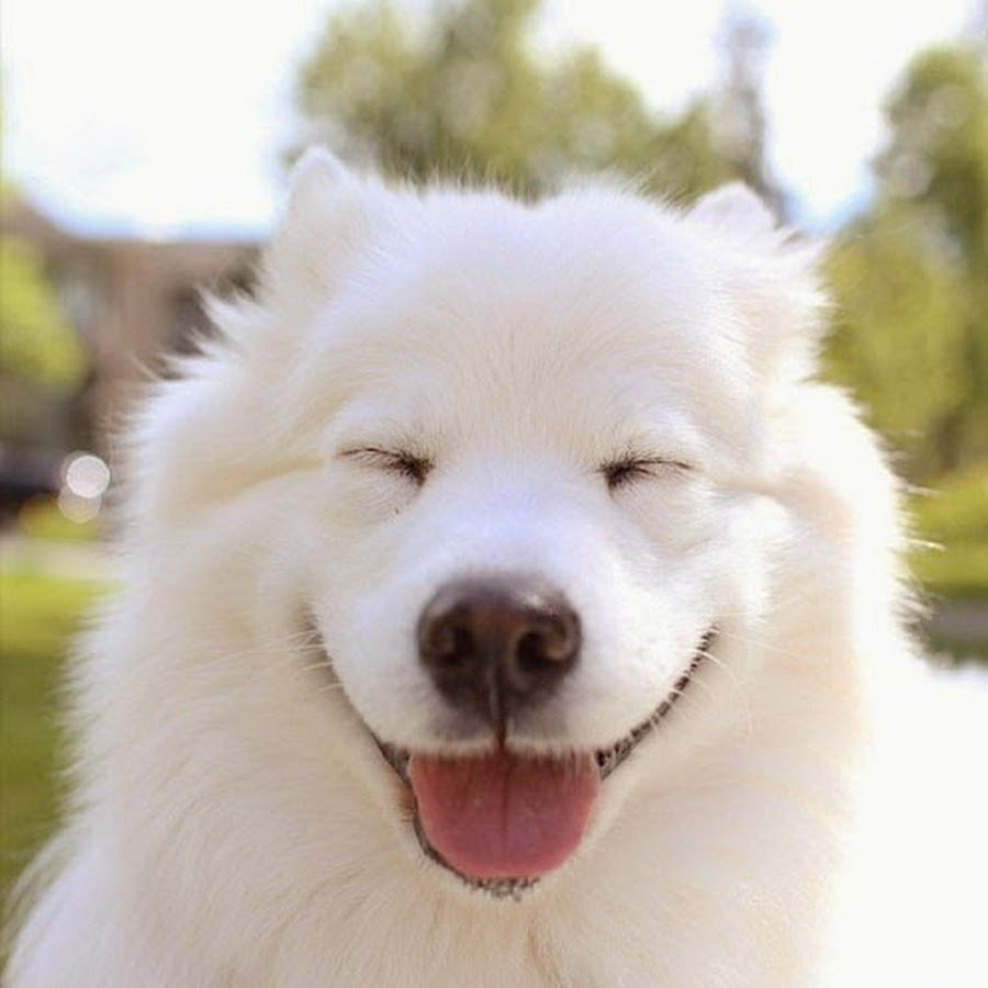 Самоедская лайка и Сакура