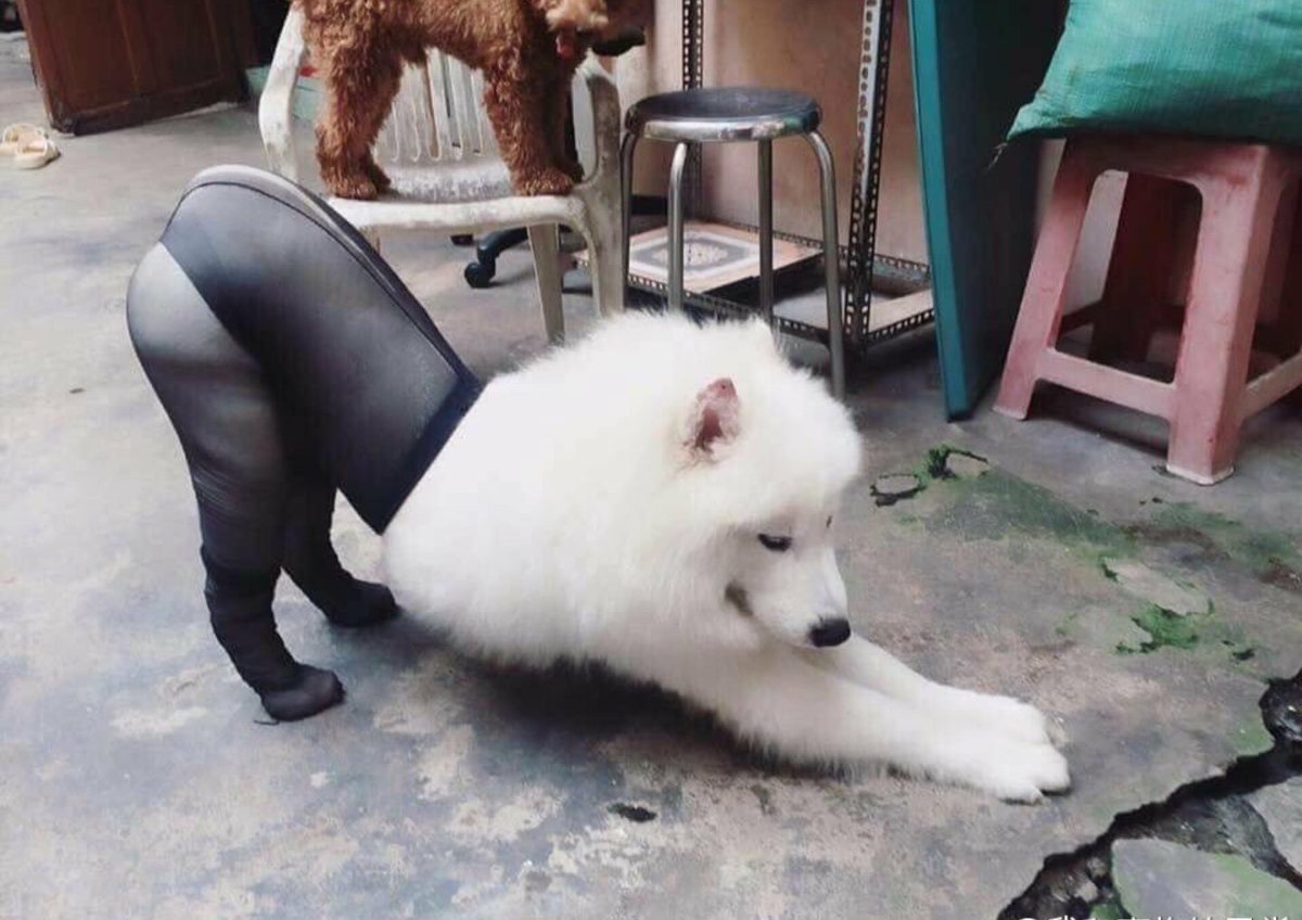 Сохраненки животные