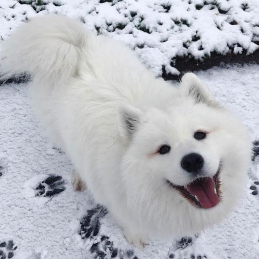 Самоедская лайка