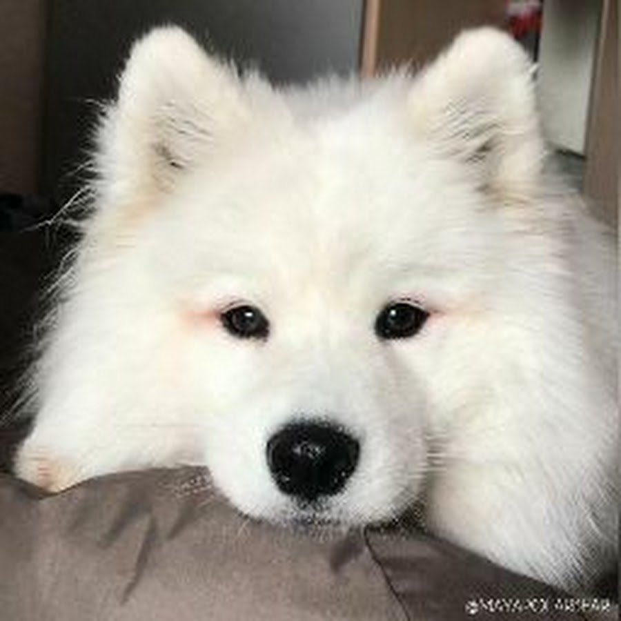 Собака хаски самоед