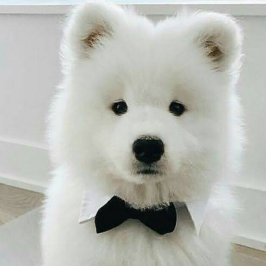 Самоед белый