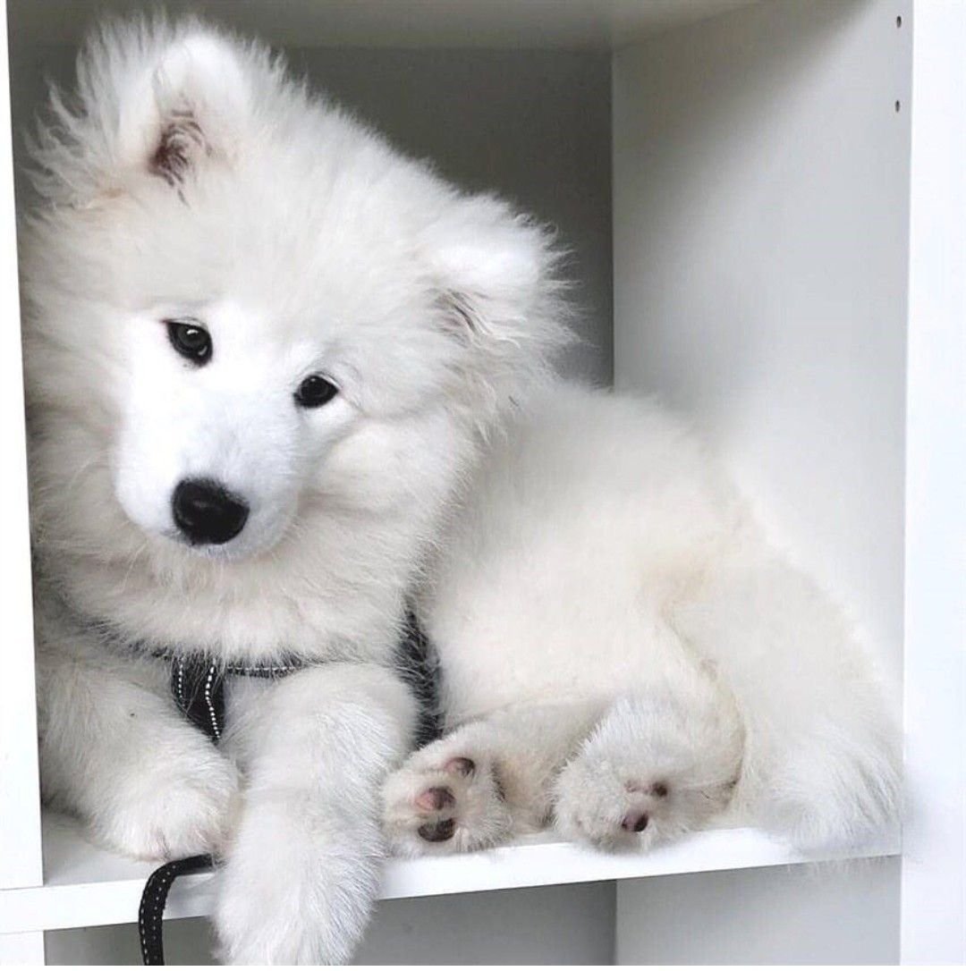 Собака в колготках