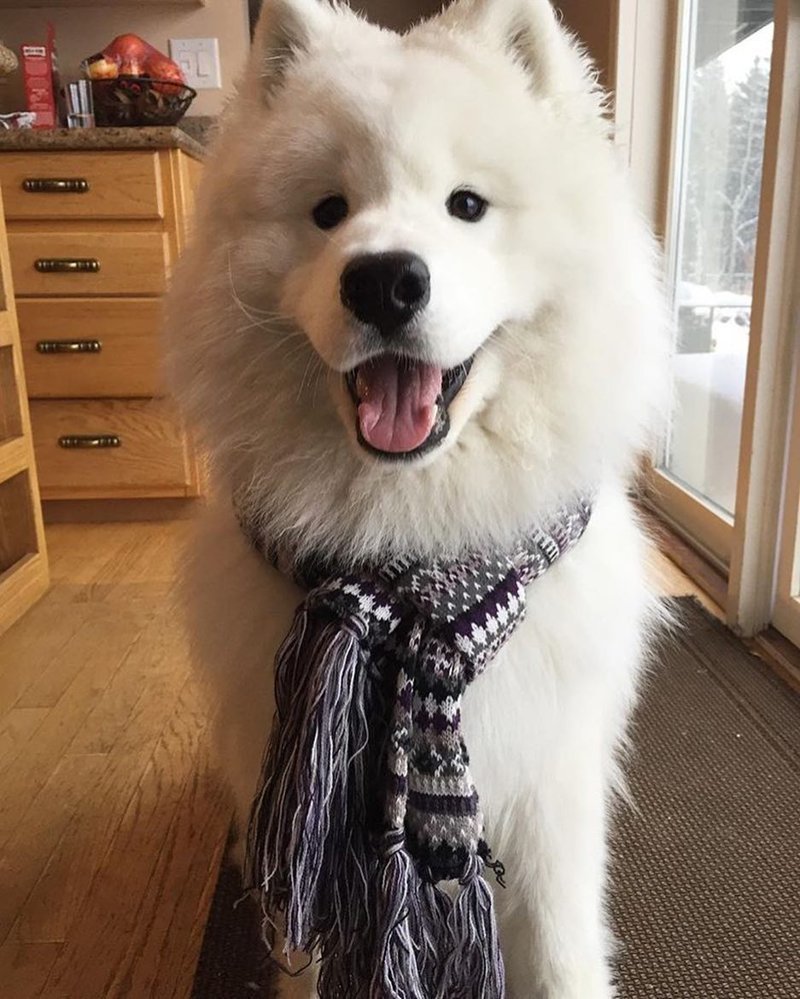 Самоедская лайка и Сакура