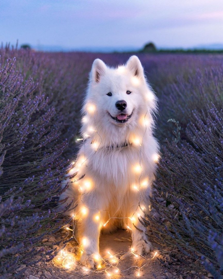 Самоед, волкодав