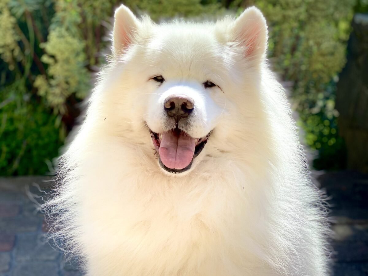 Самоедская лайка большая
