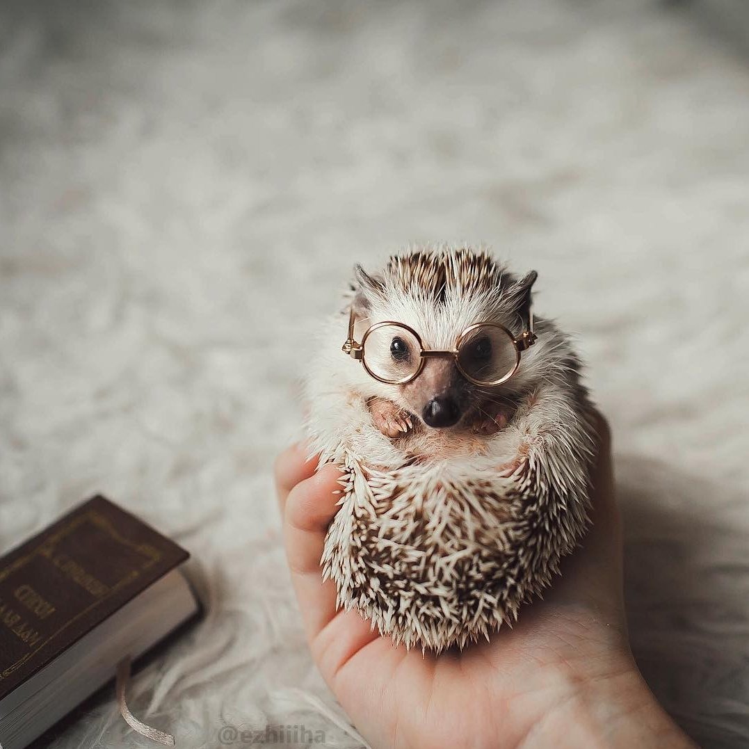 Ёжик Эстетика