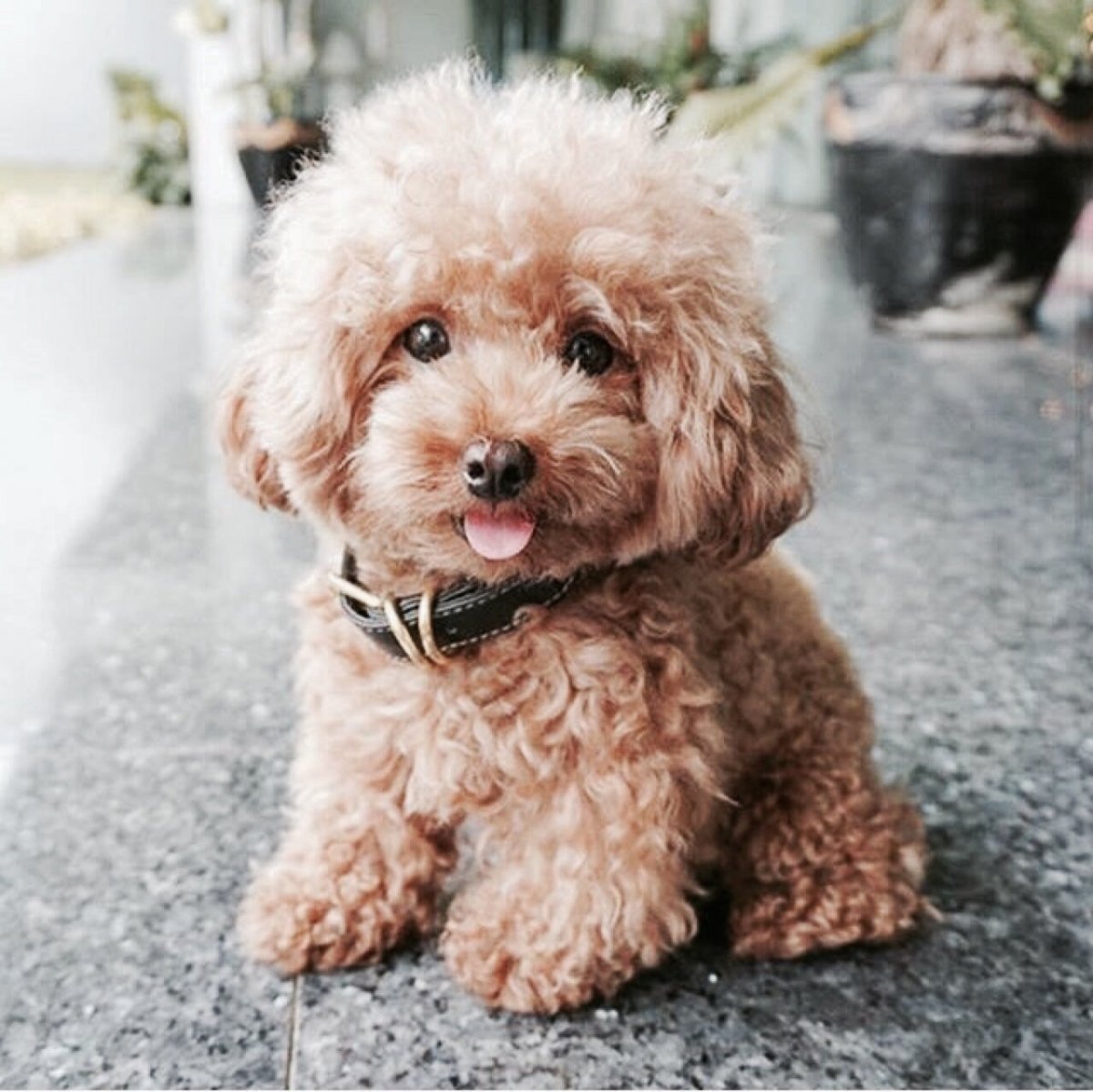 Карликовый пудель мартипу