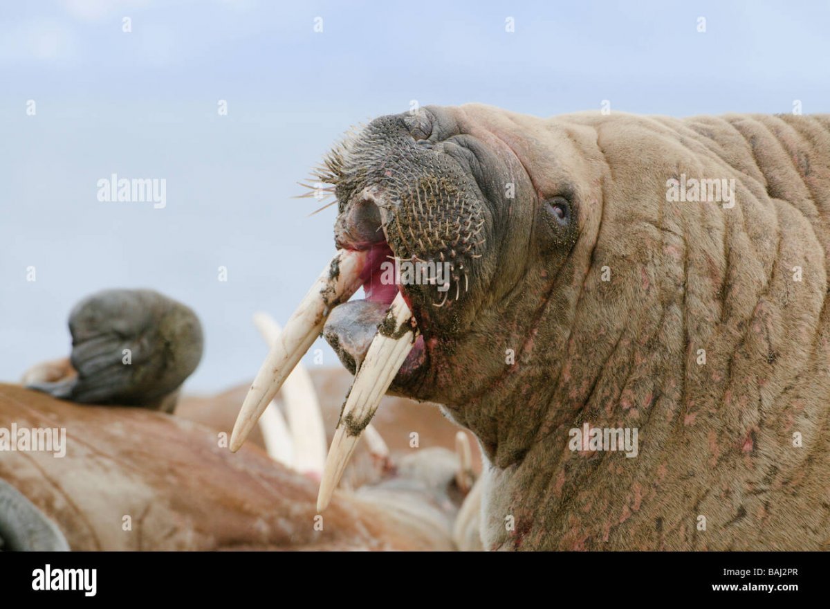 Гнездовики амфибии