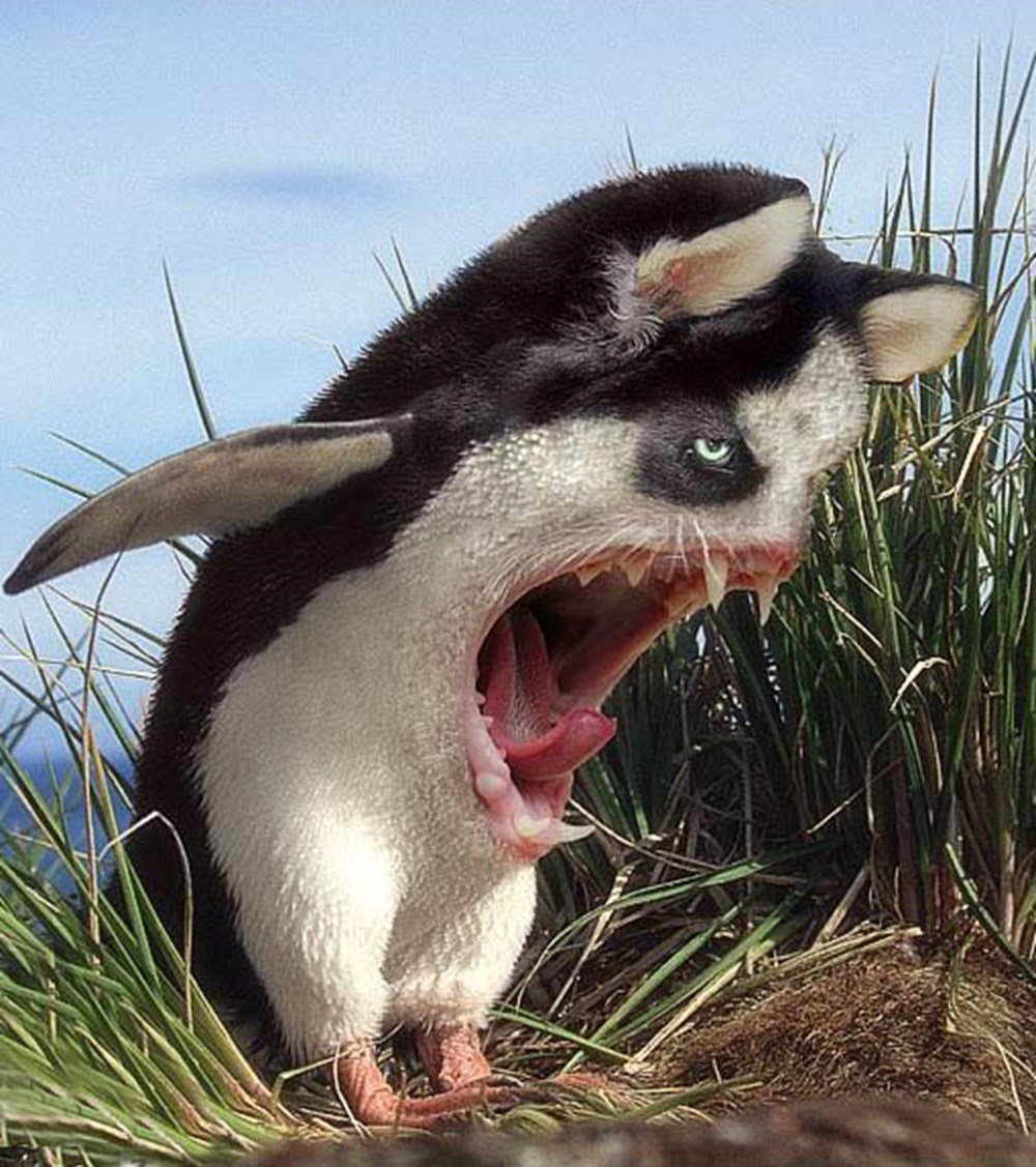 Необыкновенные животные