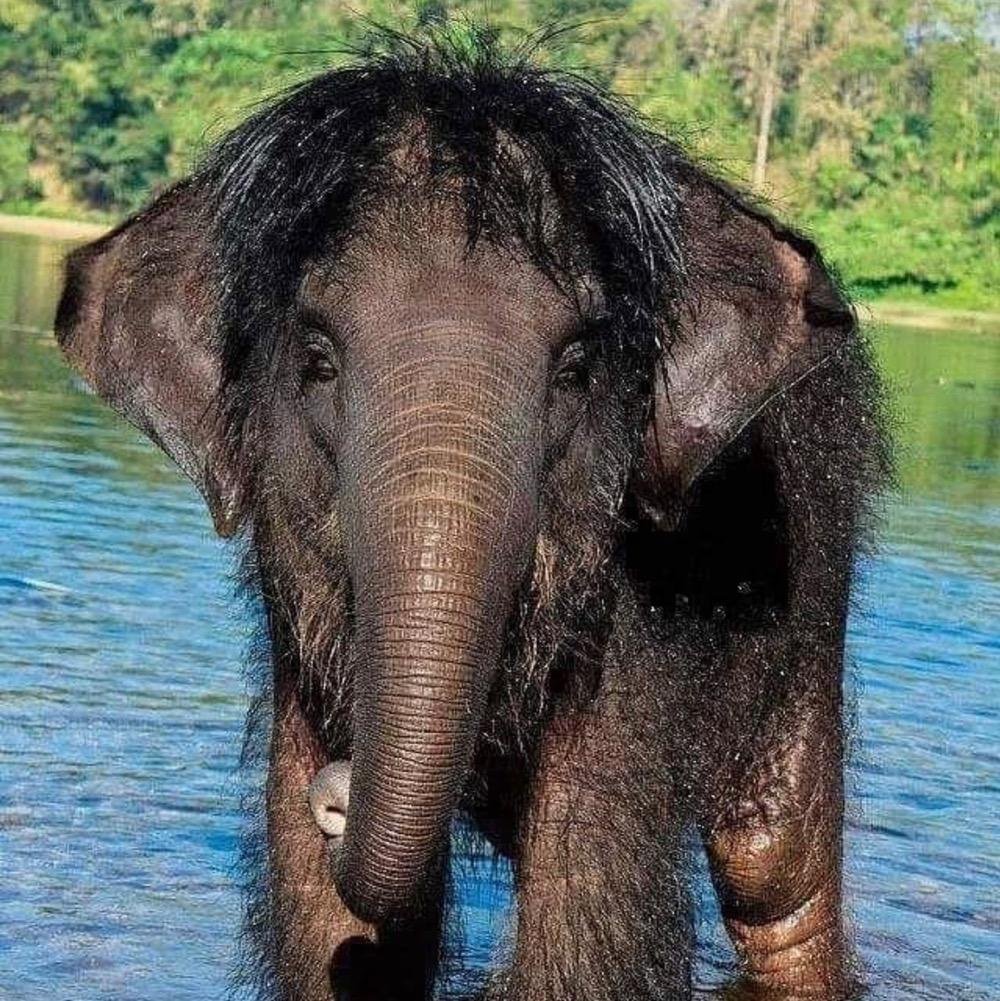 Неведомый зверь