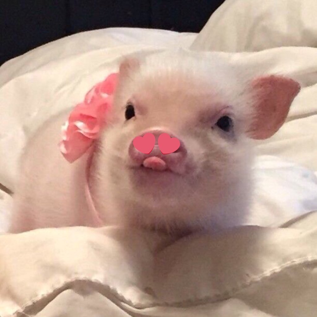 Свинки минипиг милые