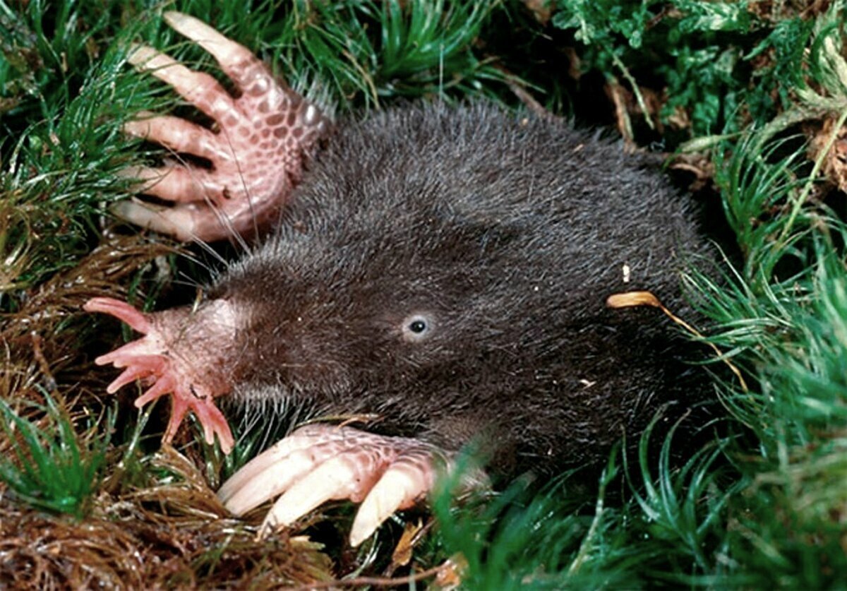 Маленький Ленивец