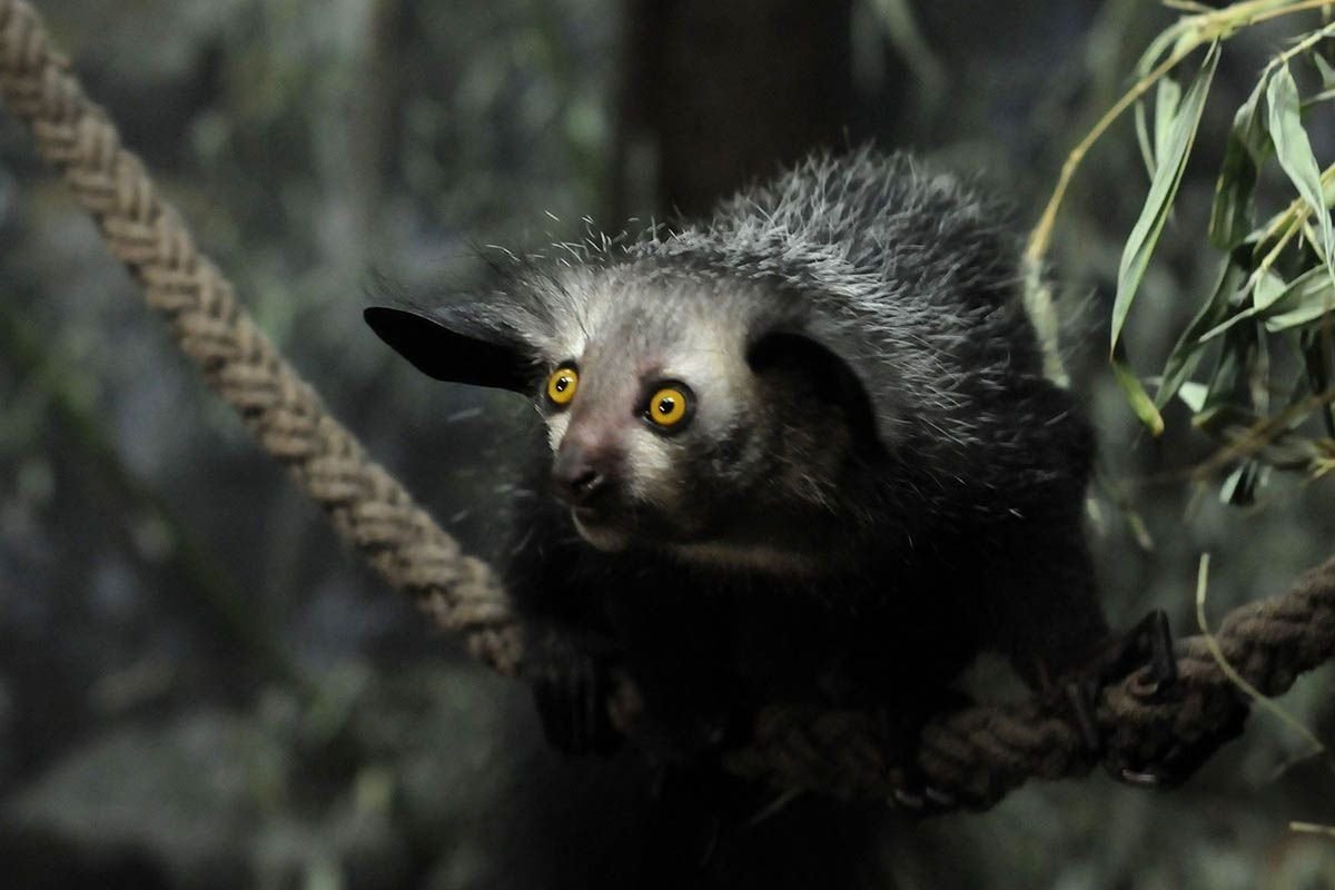 Леопард Занзибара