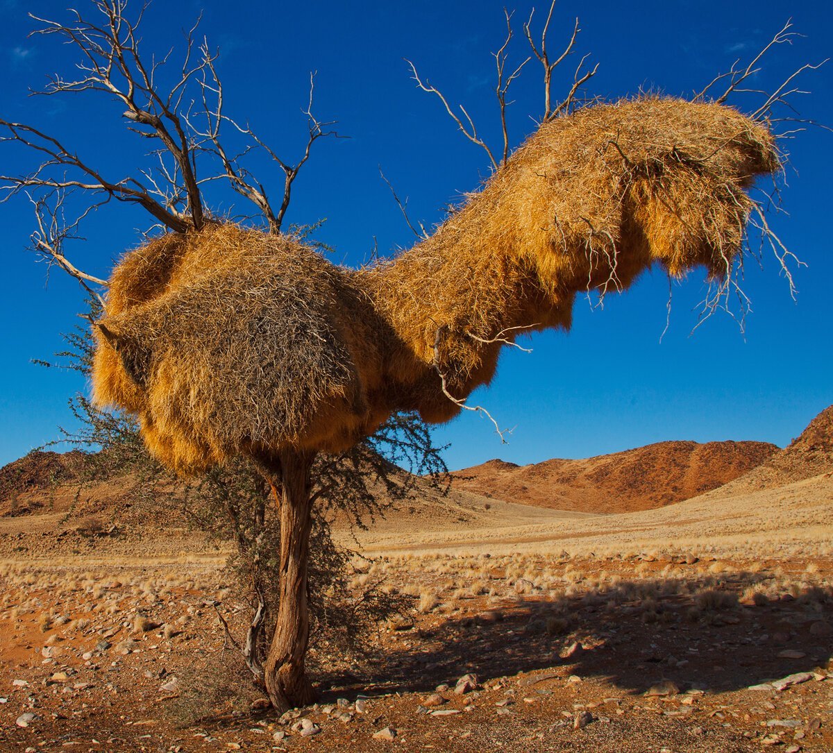 Выдра Речная