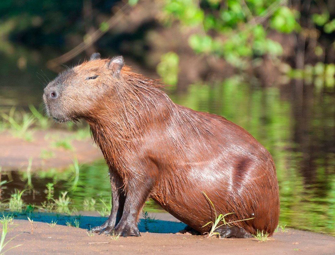 Упс Ной уплыл