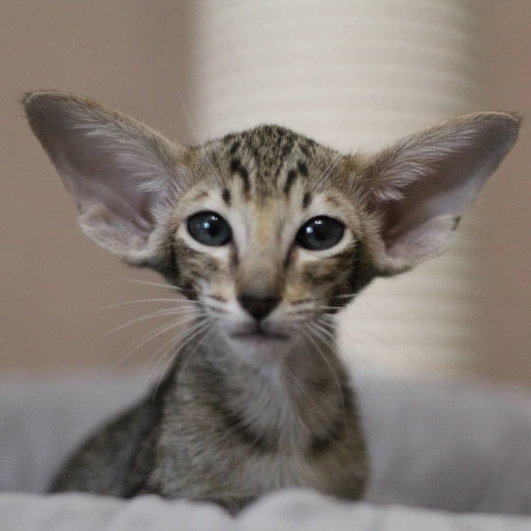 Ориентальная кошка акварель