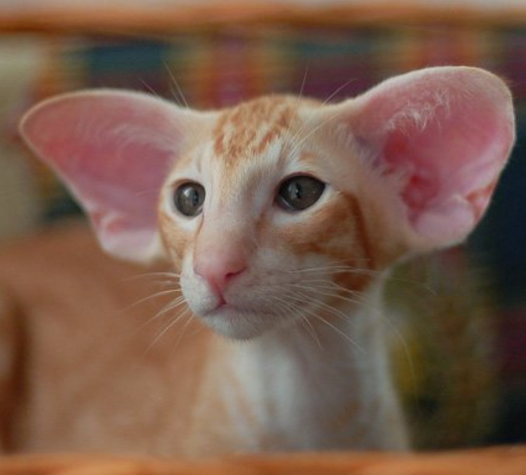 Кот породы Ориентал