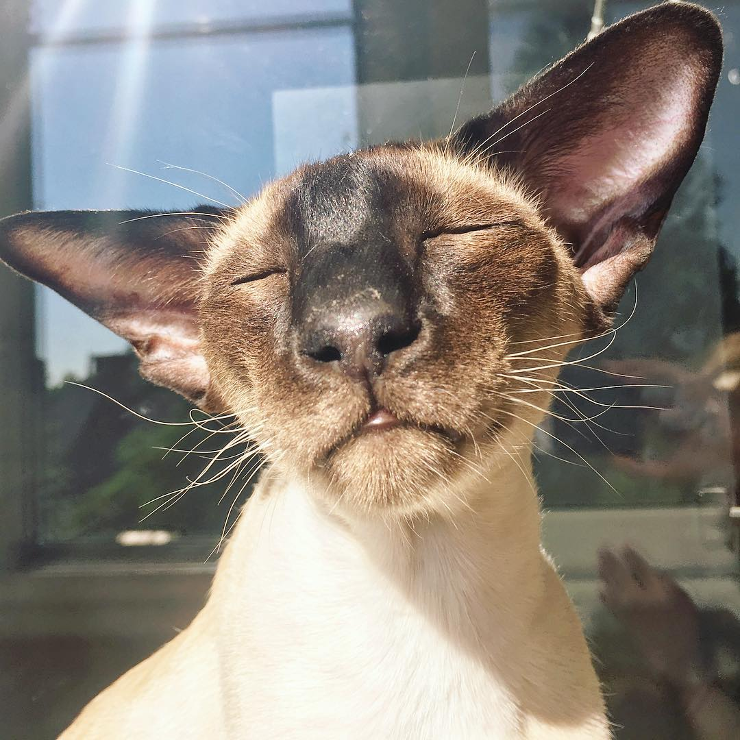 Ориентальный кот и кошка вместе