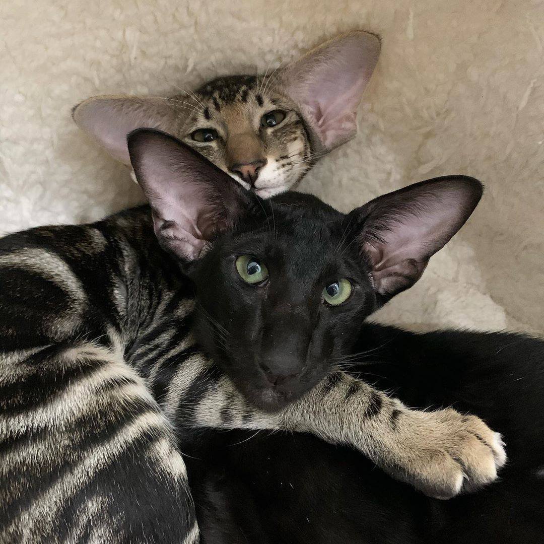 Ориентал Ушастый