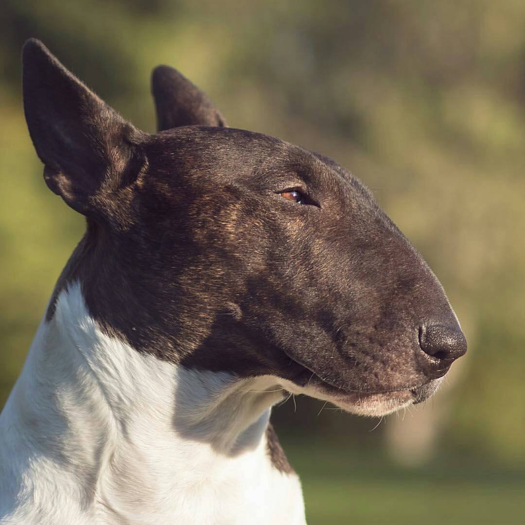 Минибуль и бультерьер