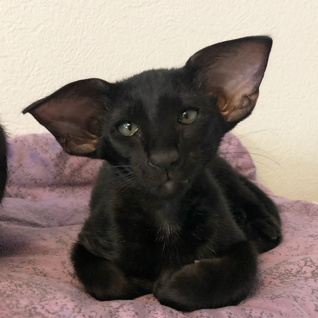 Ориентальная кошка Египет