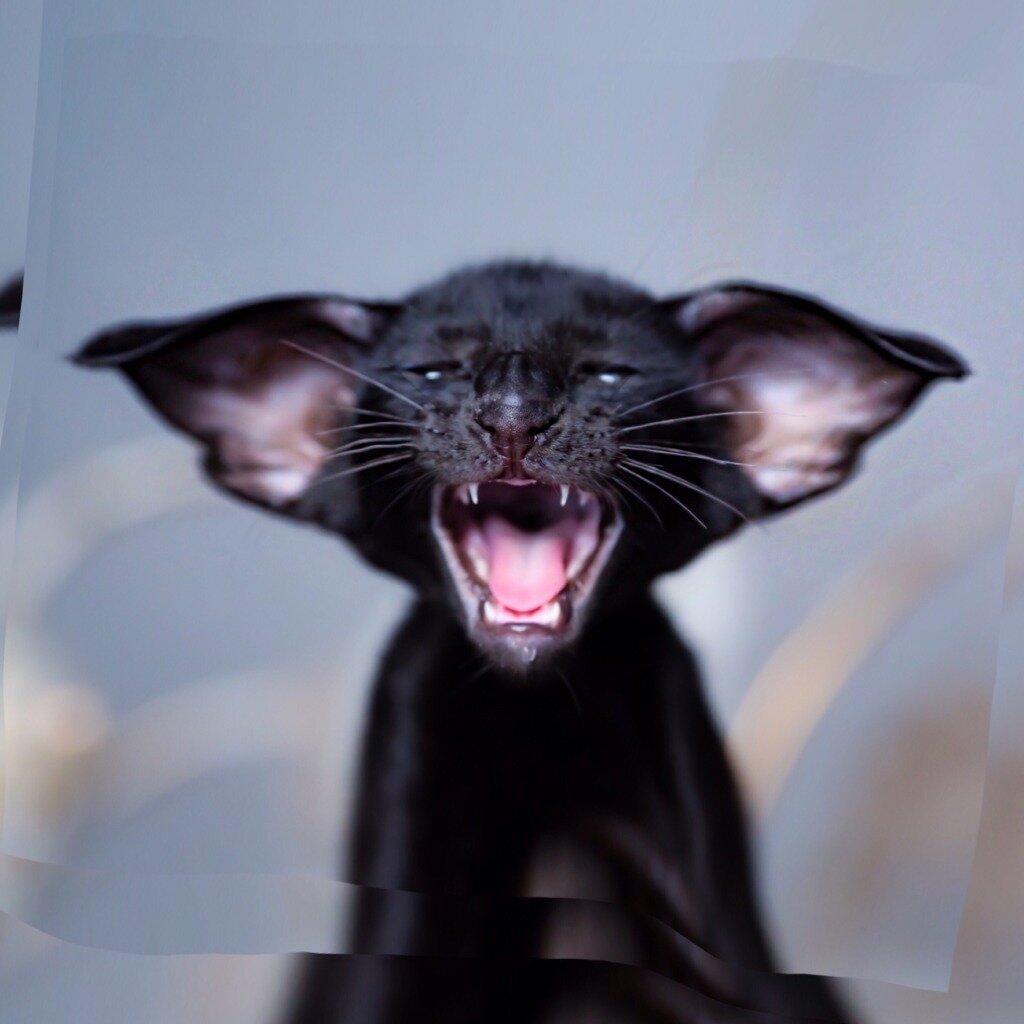 Ориентальная кошка рыжая