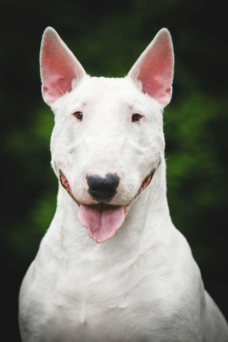 Афганский бультерьер