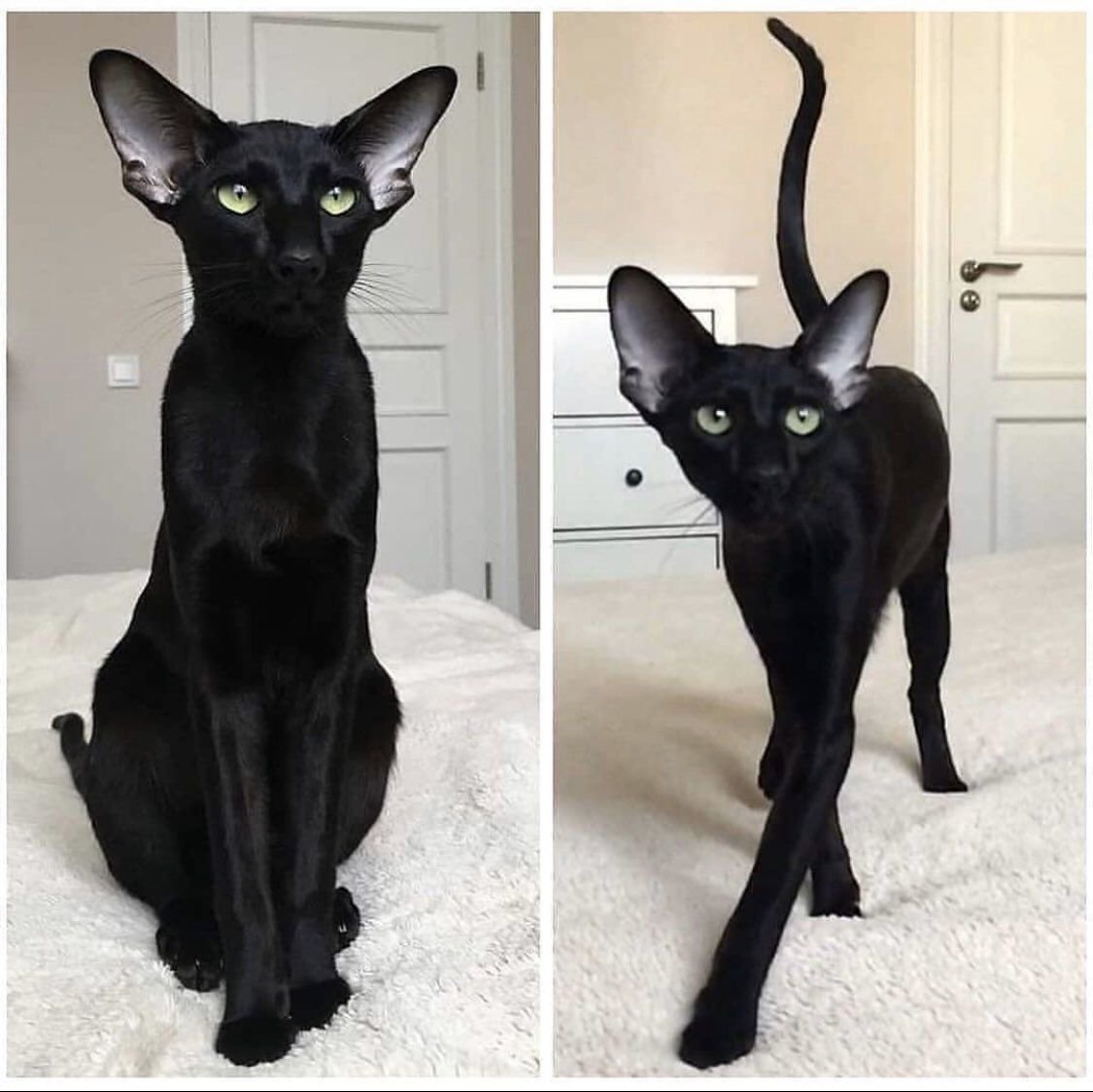 Ориентальная короткошерстная