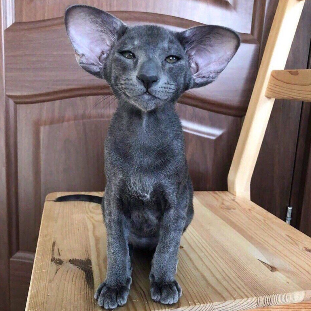 Кот породы Ориентал