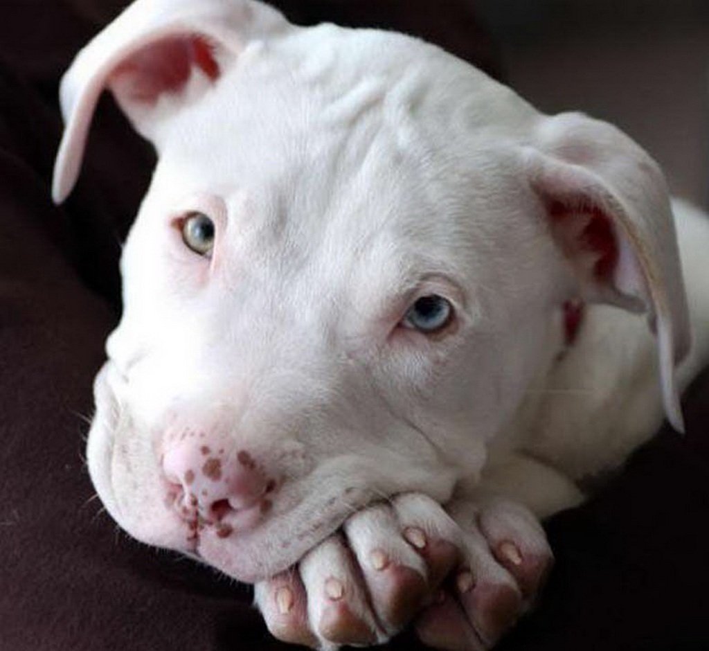 Бойцовский бультерьер