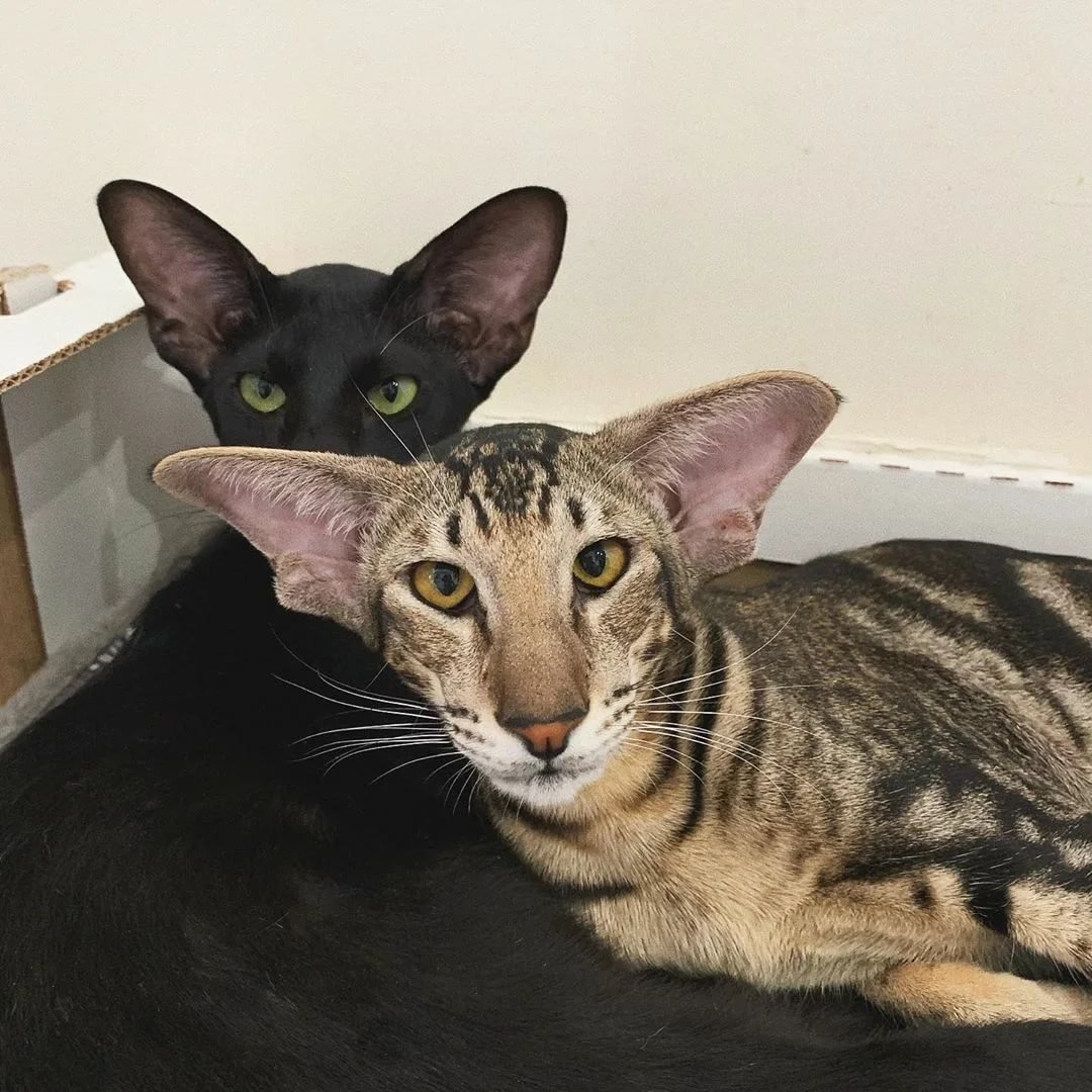 Страшный кот