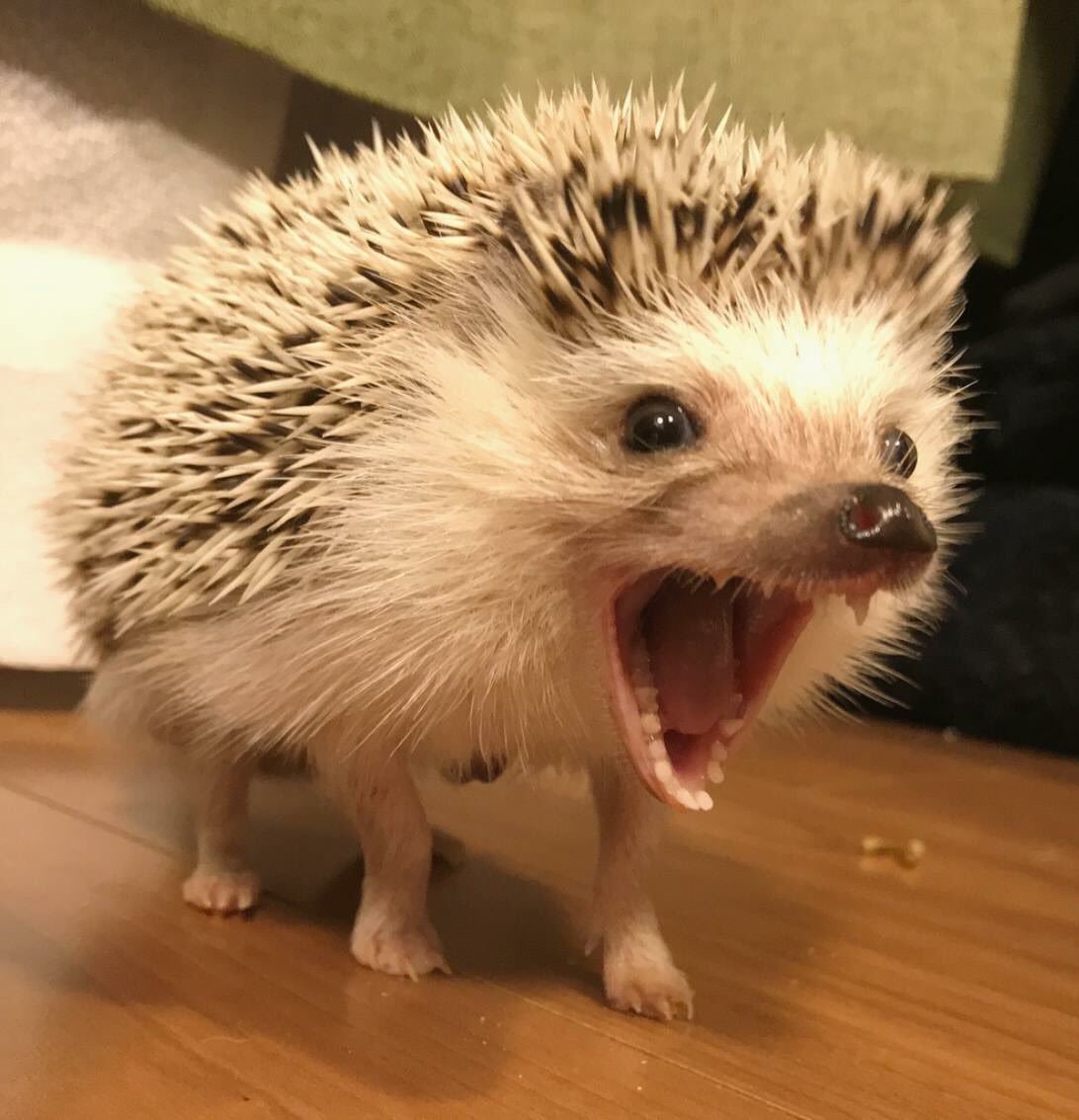 Еж злится