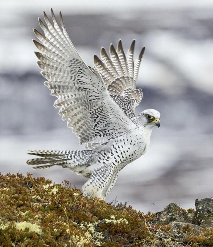 Кречет Falco rusticolus