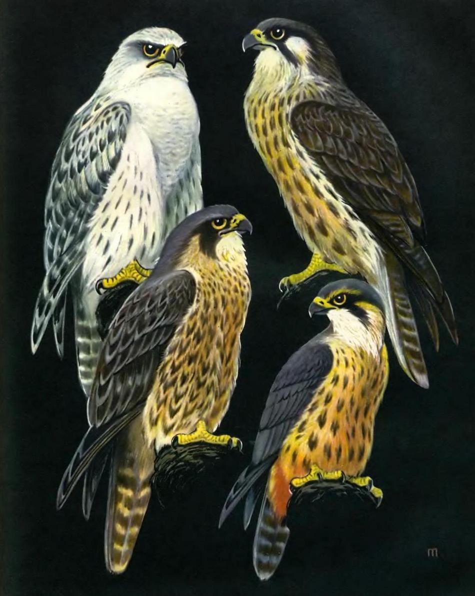 Сапсан. Балобан