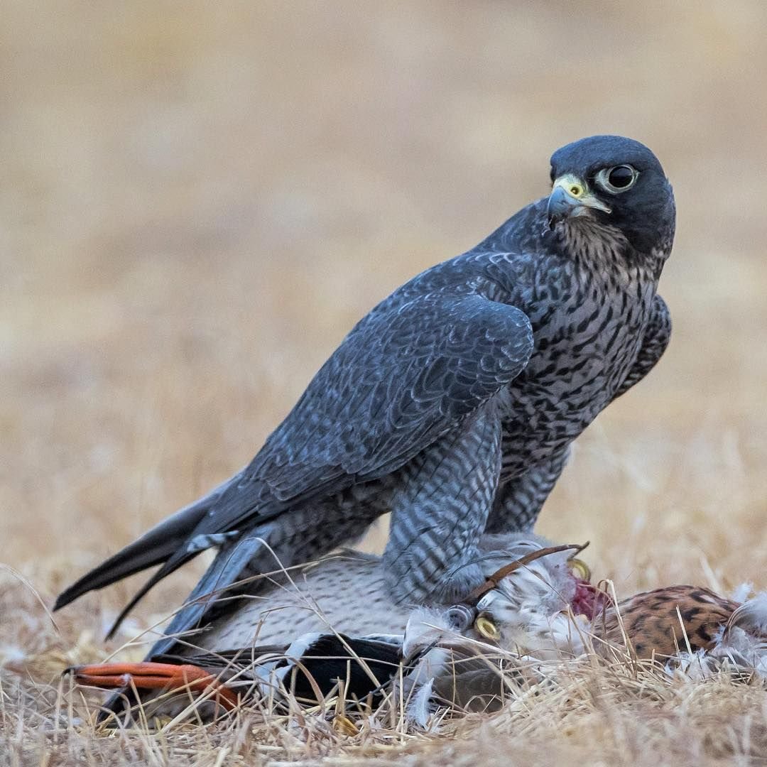 Крылья ястреба